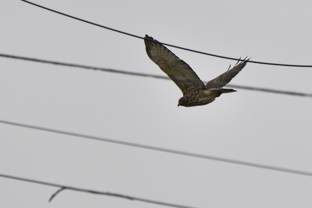 Broad-winged Hawk - ML642094180