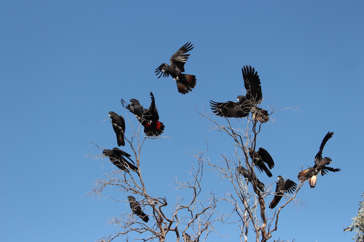 Red-tailed Black-Cockatoo - ML642094186