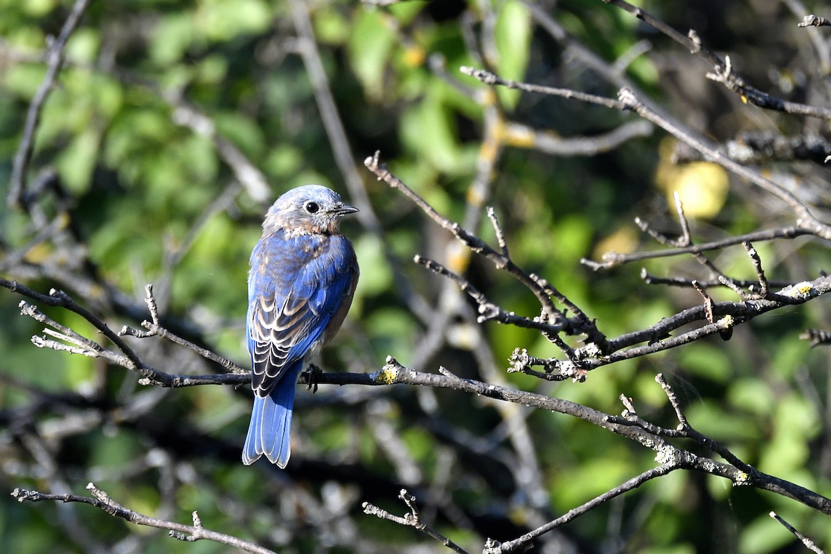 Eastern Bluebird - ML642094193