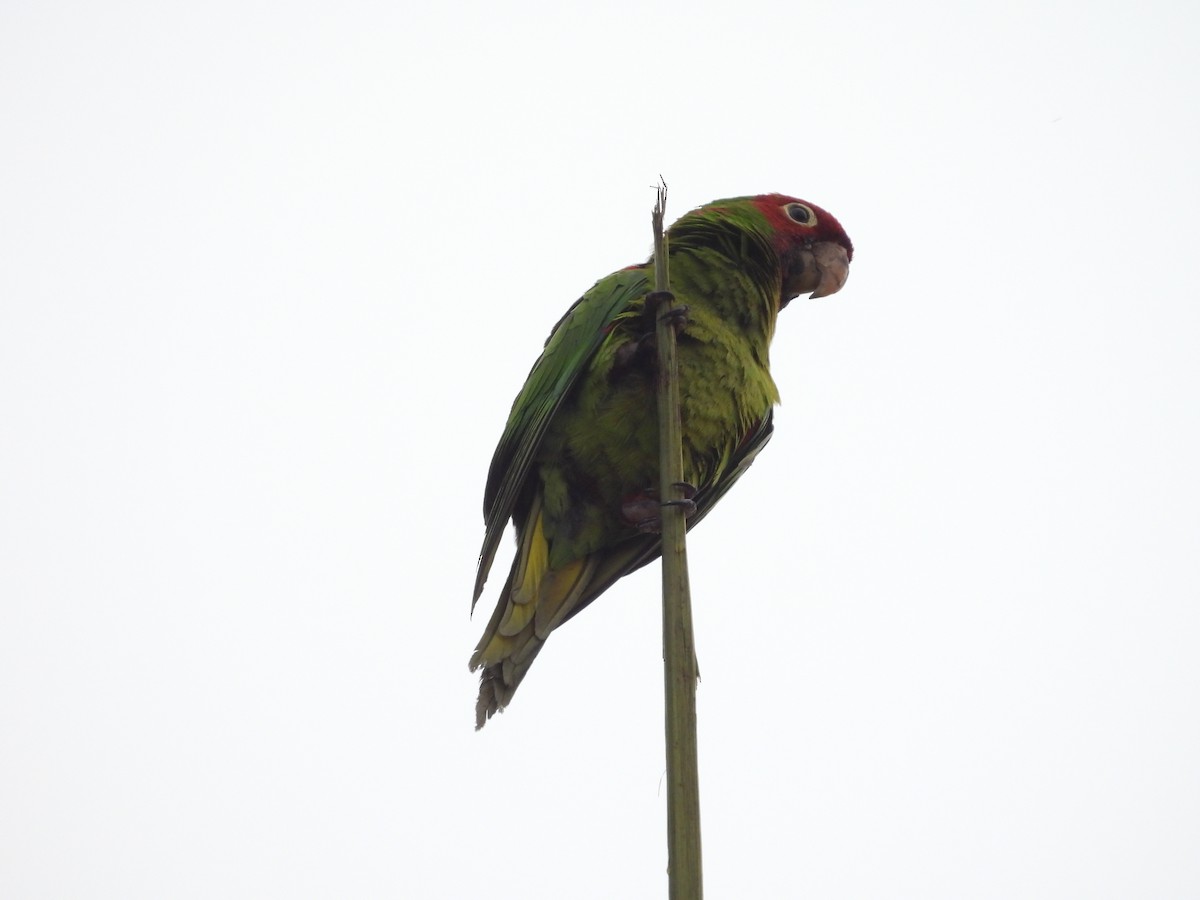 Red-masked Parakeet - ML642094194