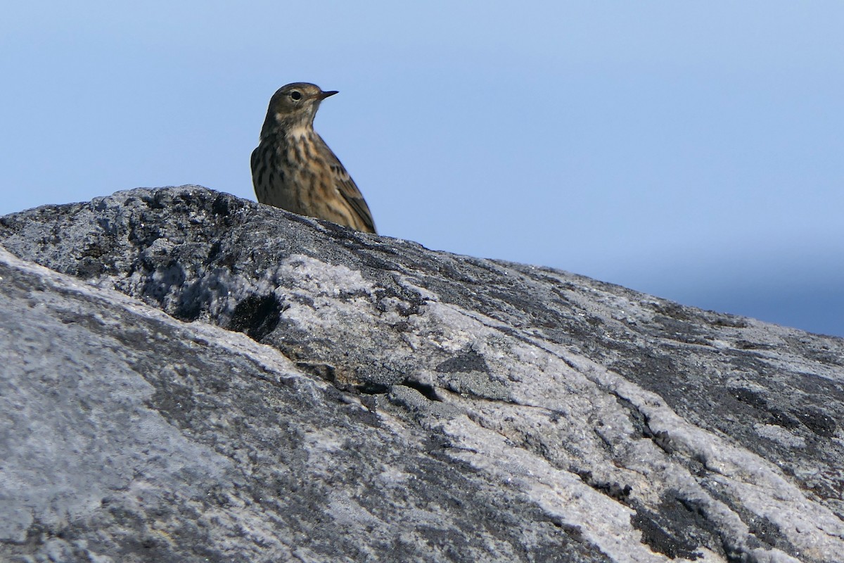 American Pipit - ML642094195
