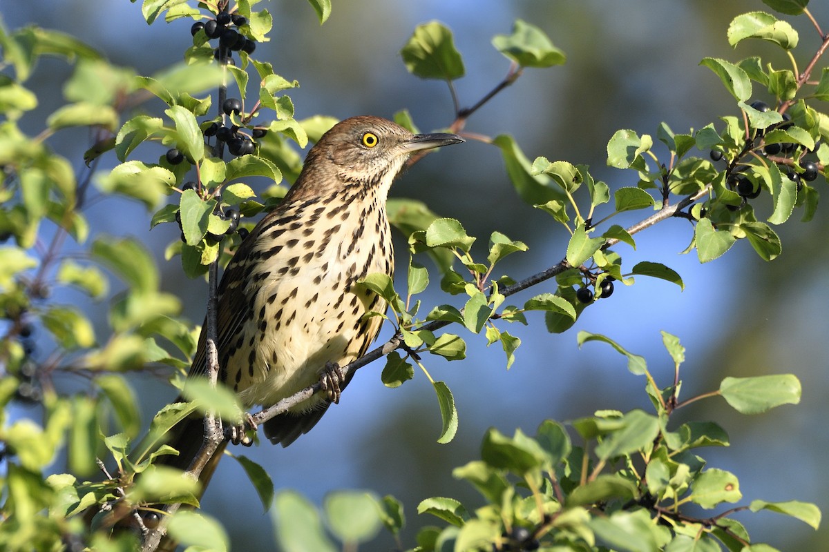 Brown Thrasher - ML642094197