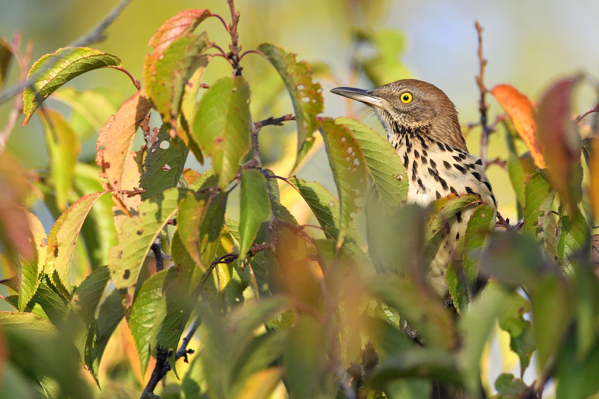 Brown Thrasher - ML642094198