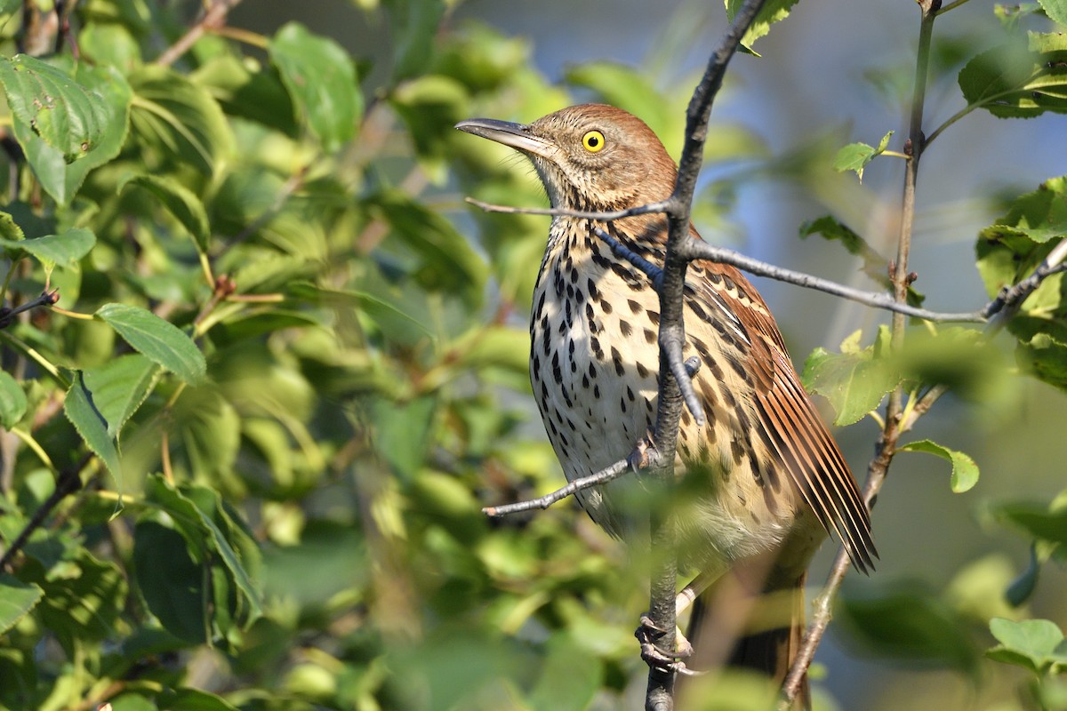 Brown Thrasher - ML642094199