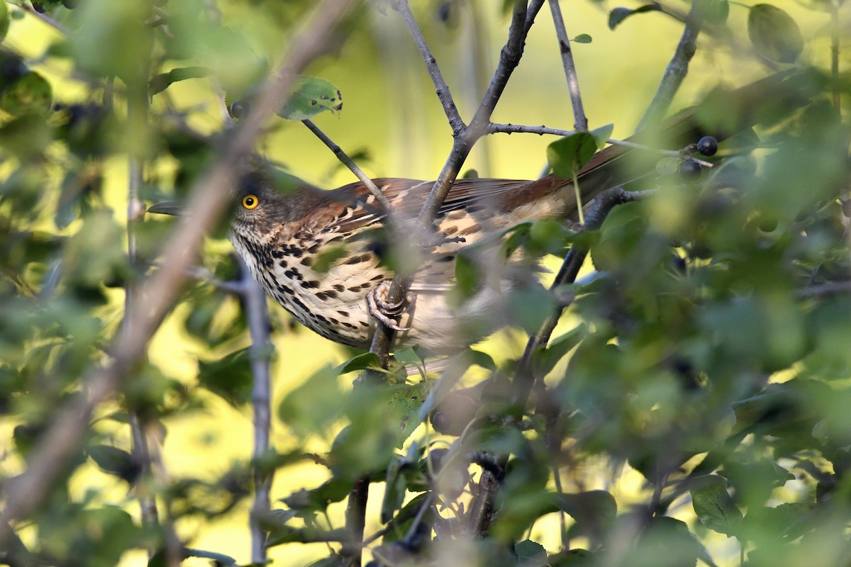 Brown Thrasher - ML642094200