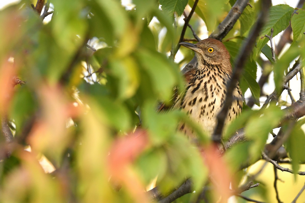 Brown Thrasher - ML642094201