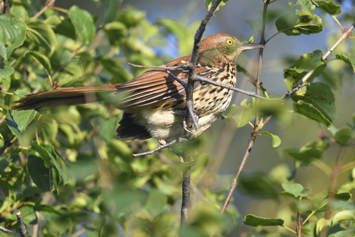 Brown Thrasher - ML642094202
