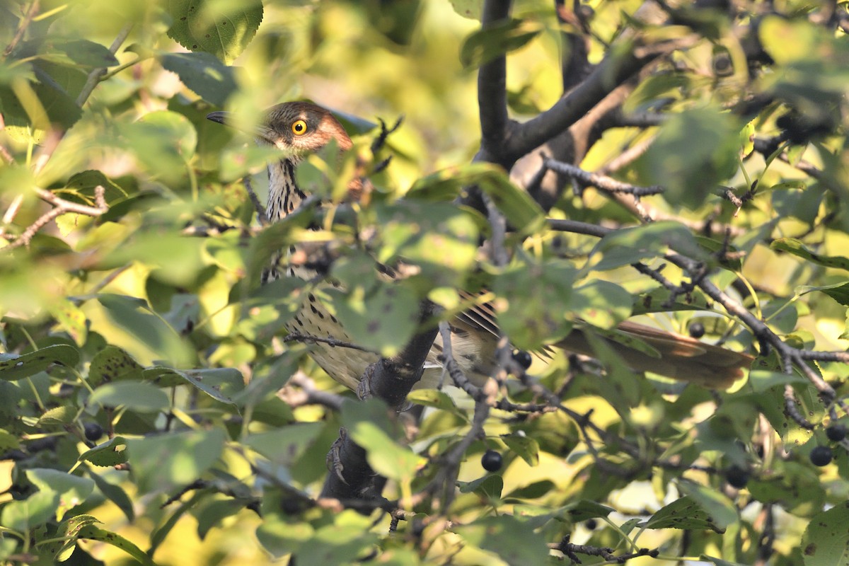 Brown Thrasher - ML642094203