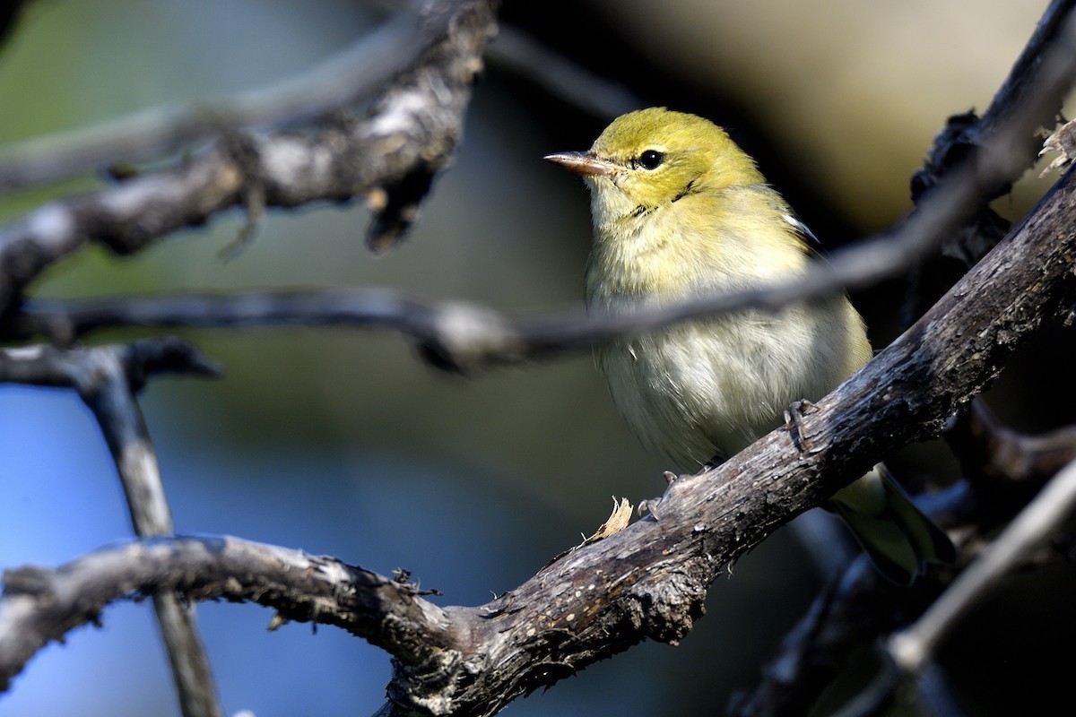 Bay-breasted Warbler - ML642094205