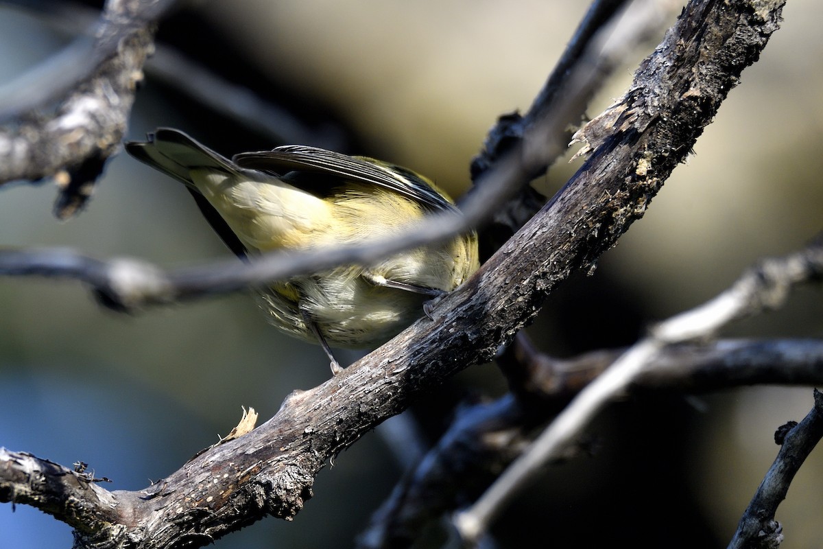 Bay-breasted Warbler - ML642094206