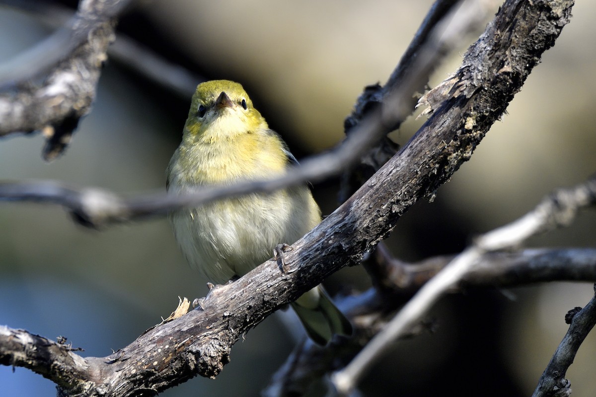Bay-breasted Warbler - ML642094207