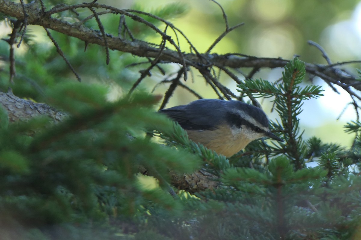 Red-breasted Nuthatch - ML642094213