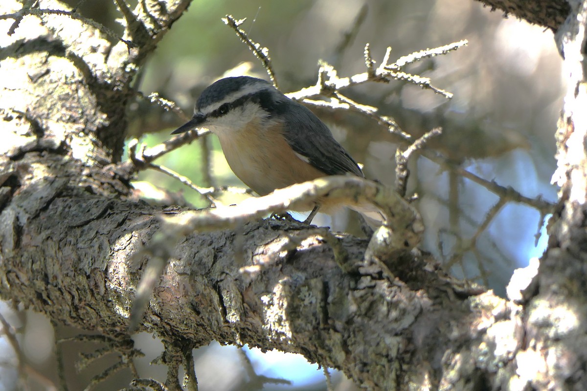 Red-breasted Nuthatch - ML642094214