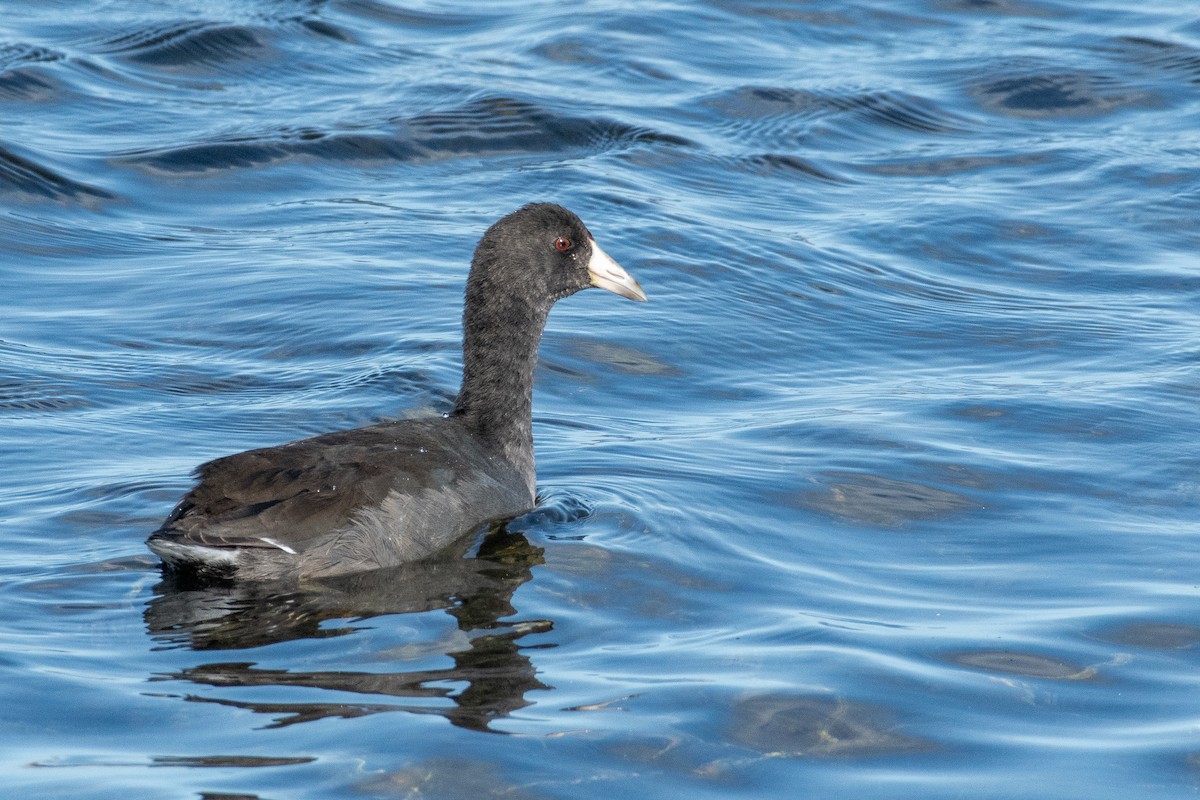 American Coot (Red-shielded) - ML642094215