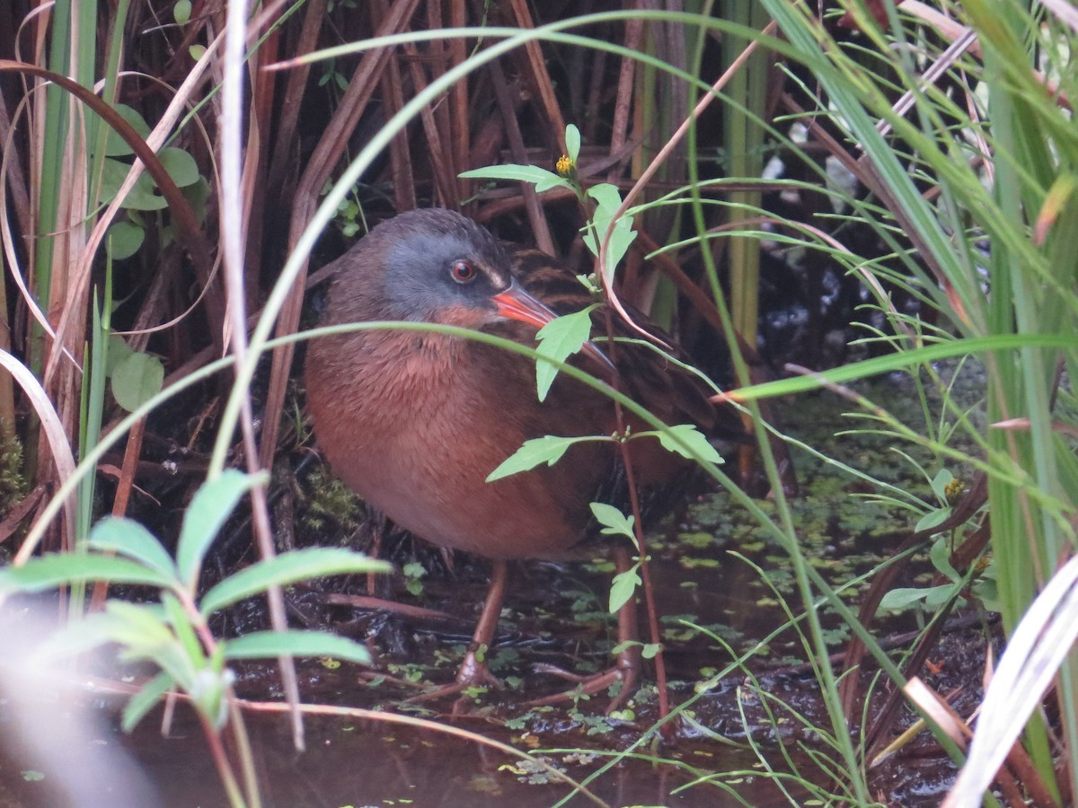 Virginia Rail - ML642094218