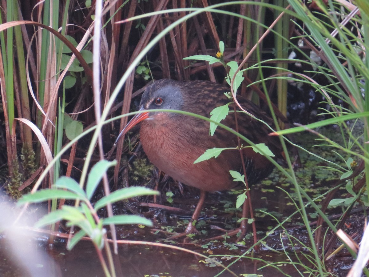 Virginia Rail - ML642094219