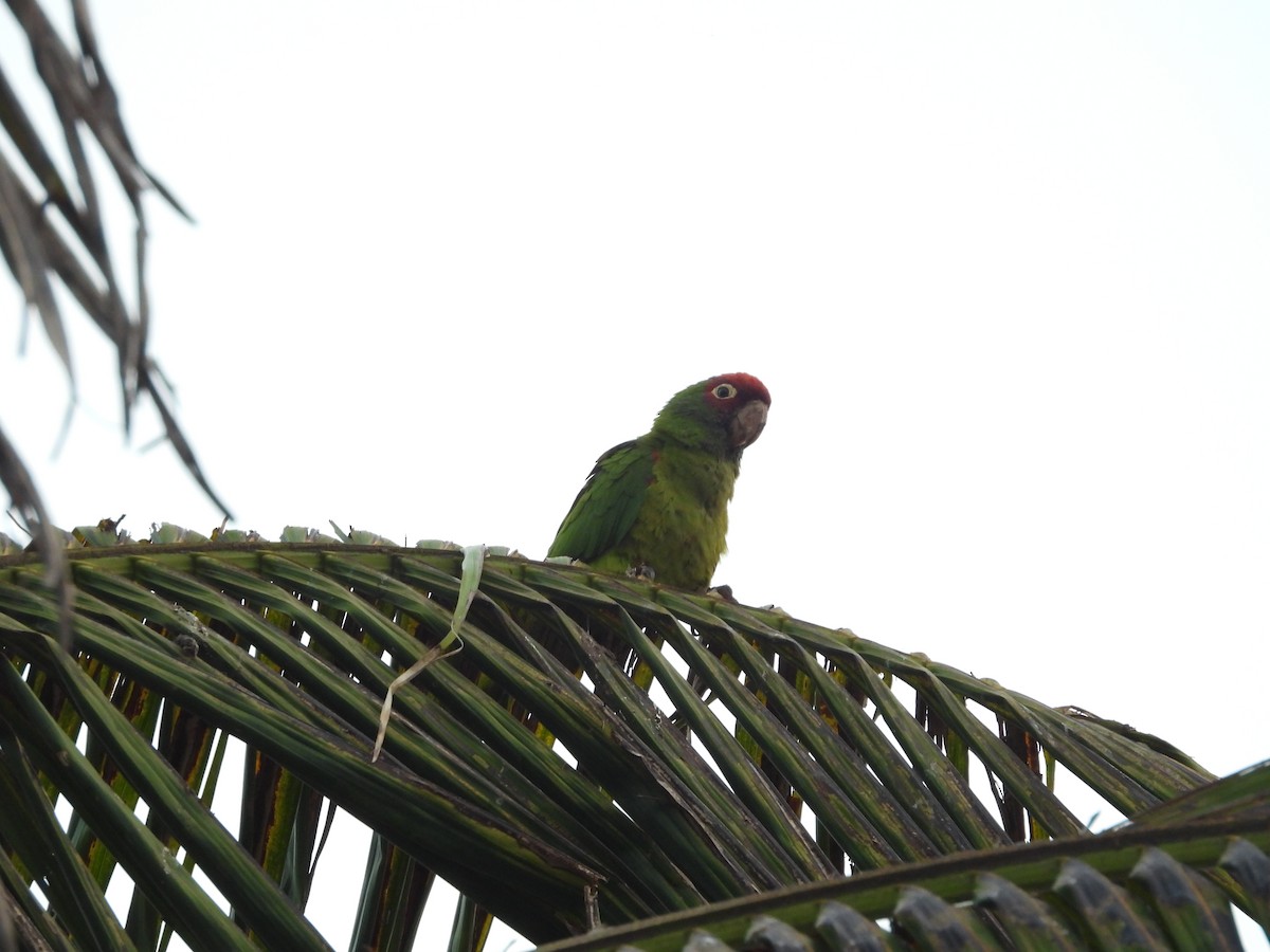 Red-masked Parakeet - ML642094221