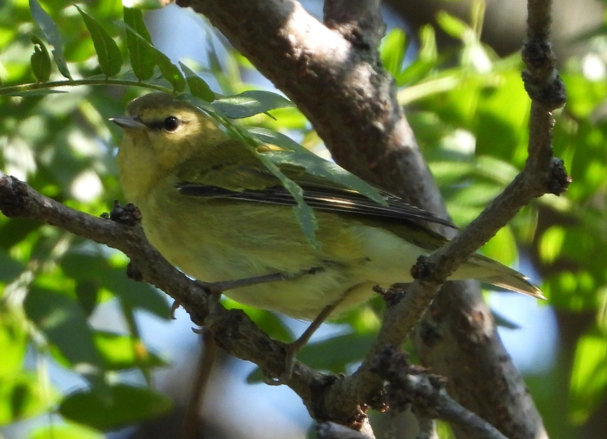 סבכון טנסי - ML642094229