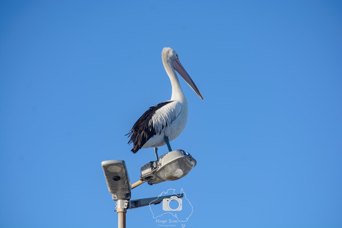 Australian Pelican - ML642094233