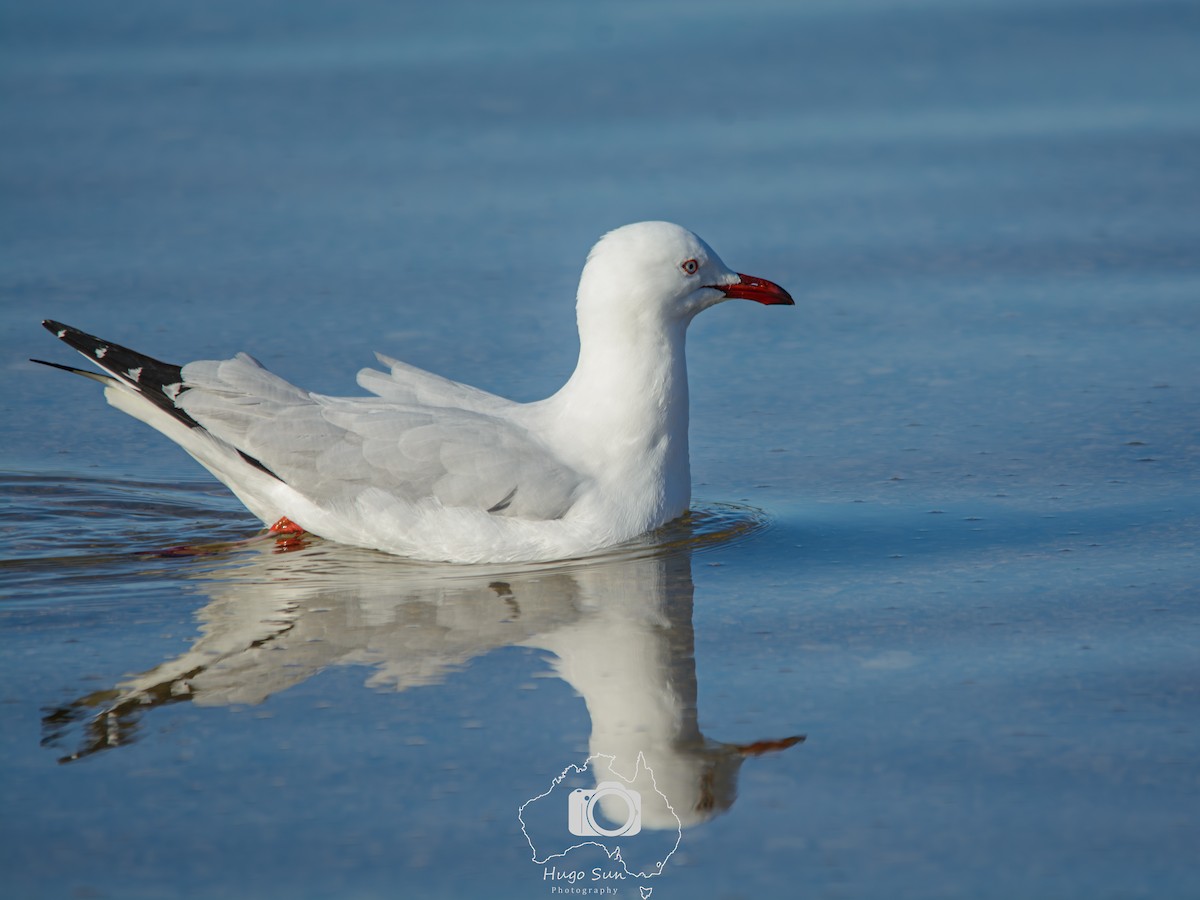 Silver Gull - ML642094246