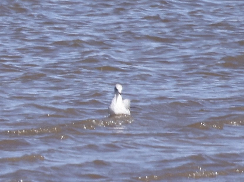 Ring-billed Gull - ML642094252