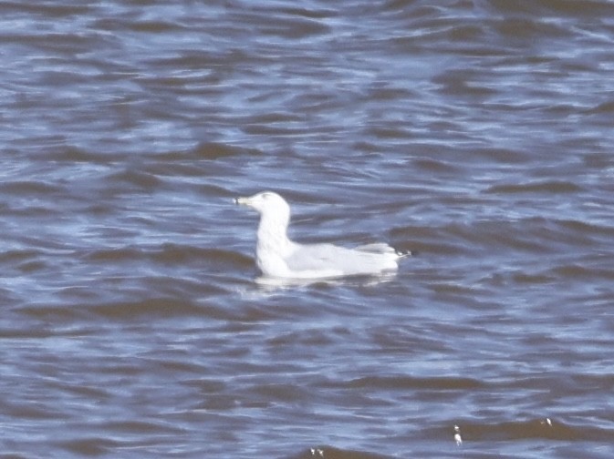 Ring-billed Gull - ML642094253