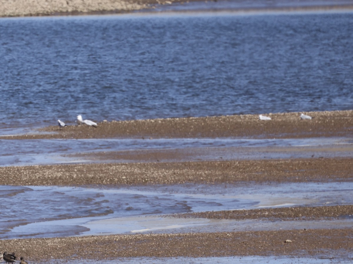 Ring-billed Gull - ML642094254