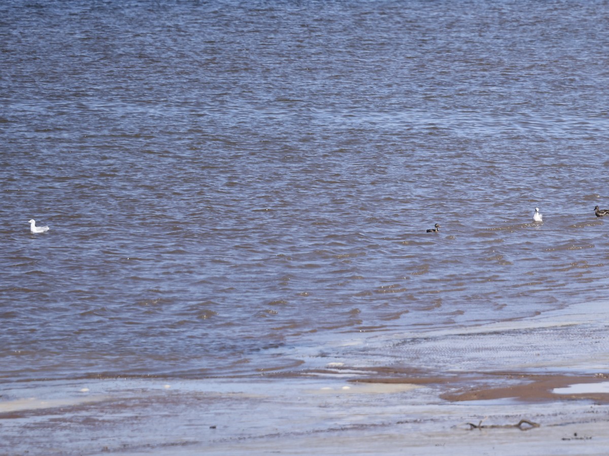 Ring-billed Gull - ML642094255