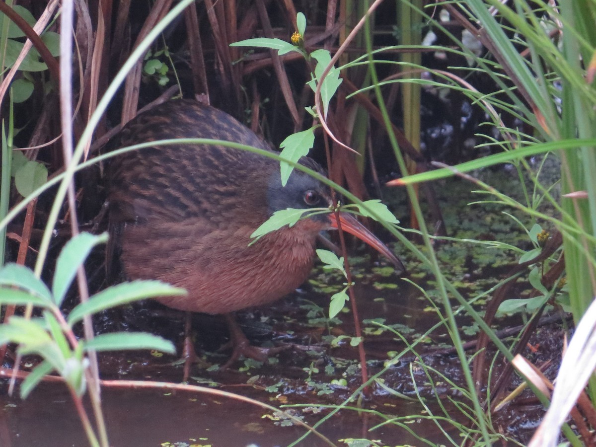 Virginia Rail - ML642094257