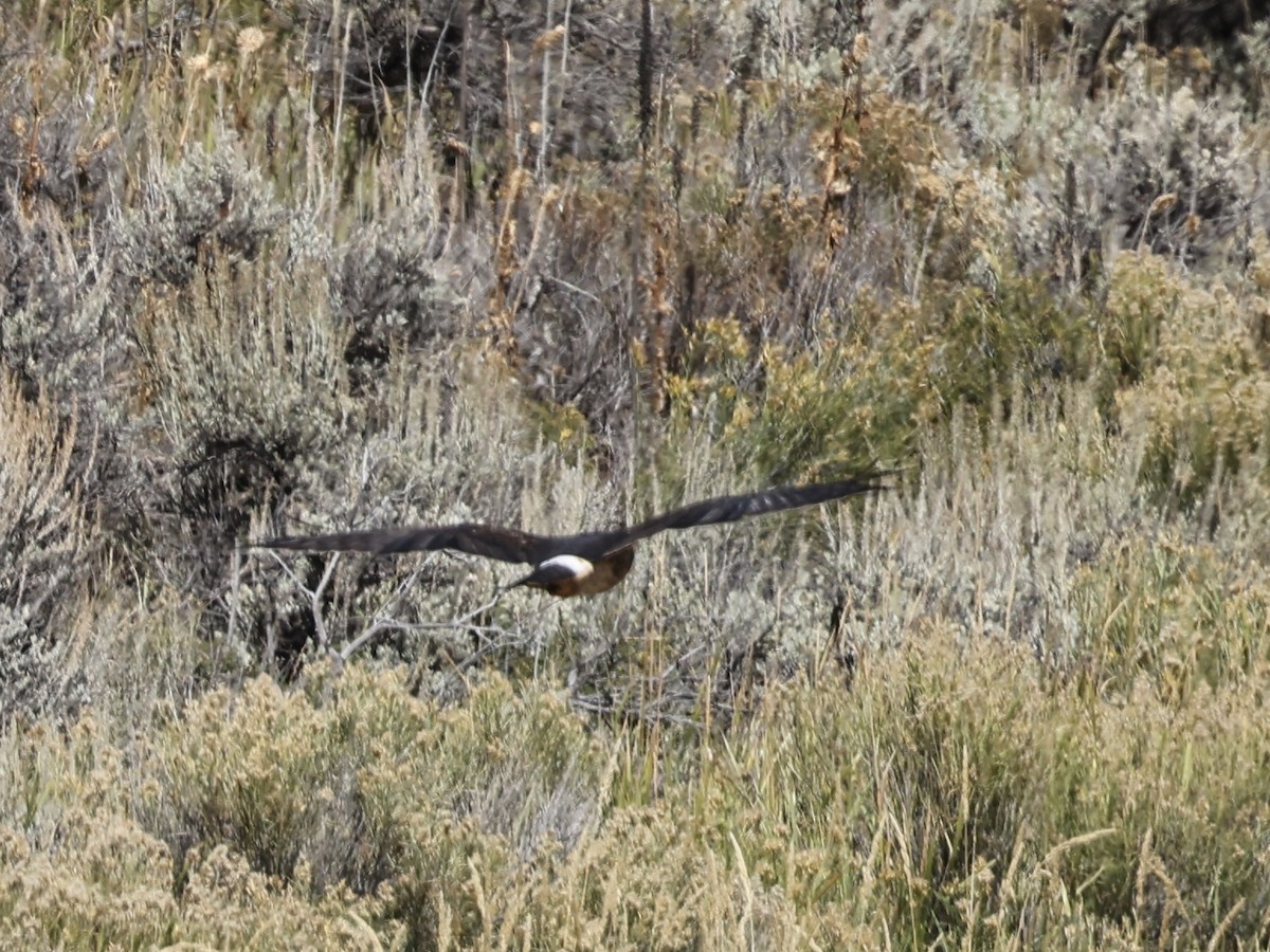 Northern Harrier - ML642094264