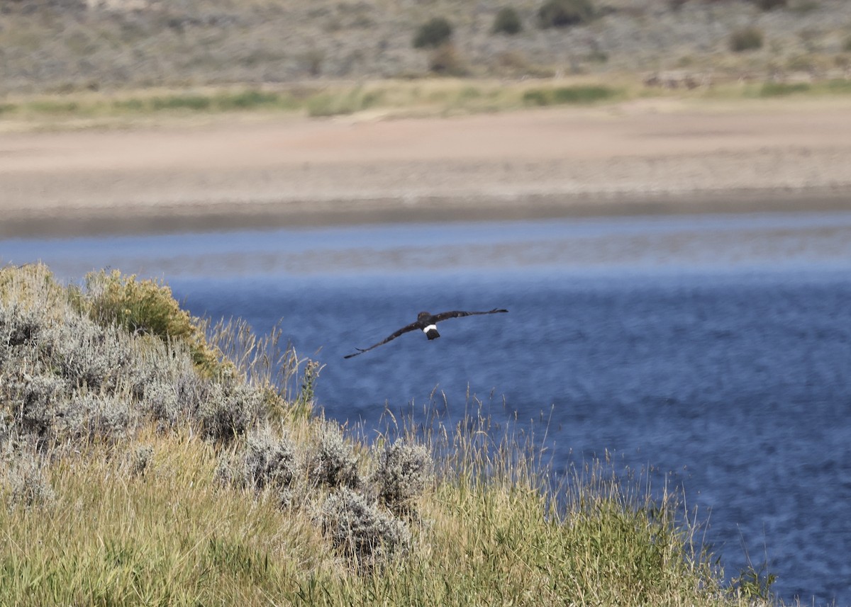 Northern Harrier - ML642094265