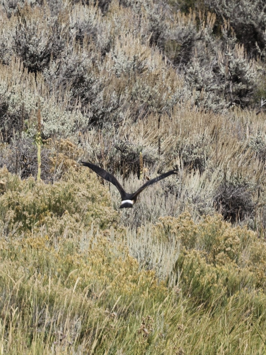 Northern Harrier - ML642094266