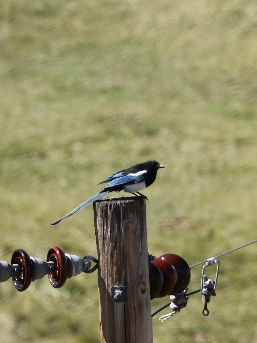 Black-billed Magpie - ML642094272