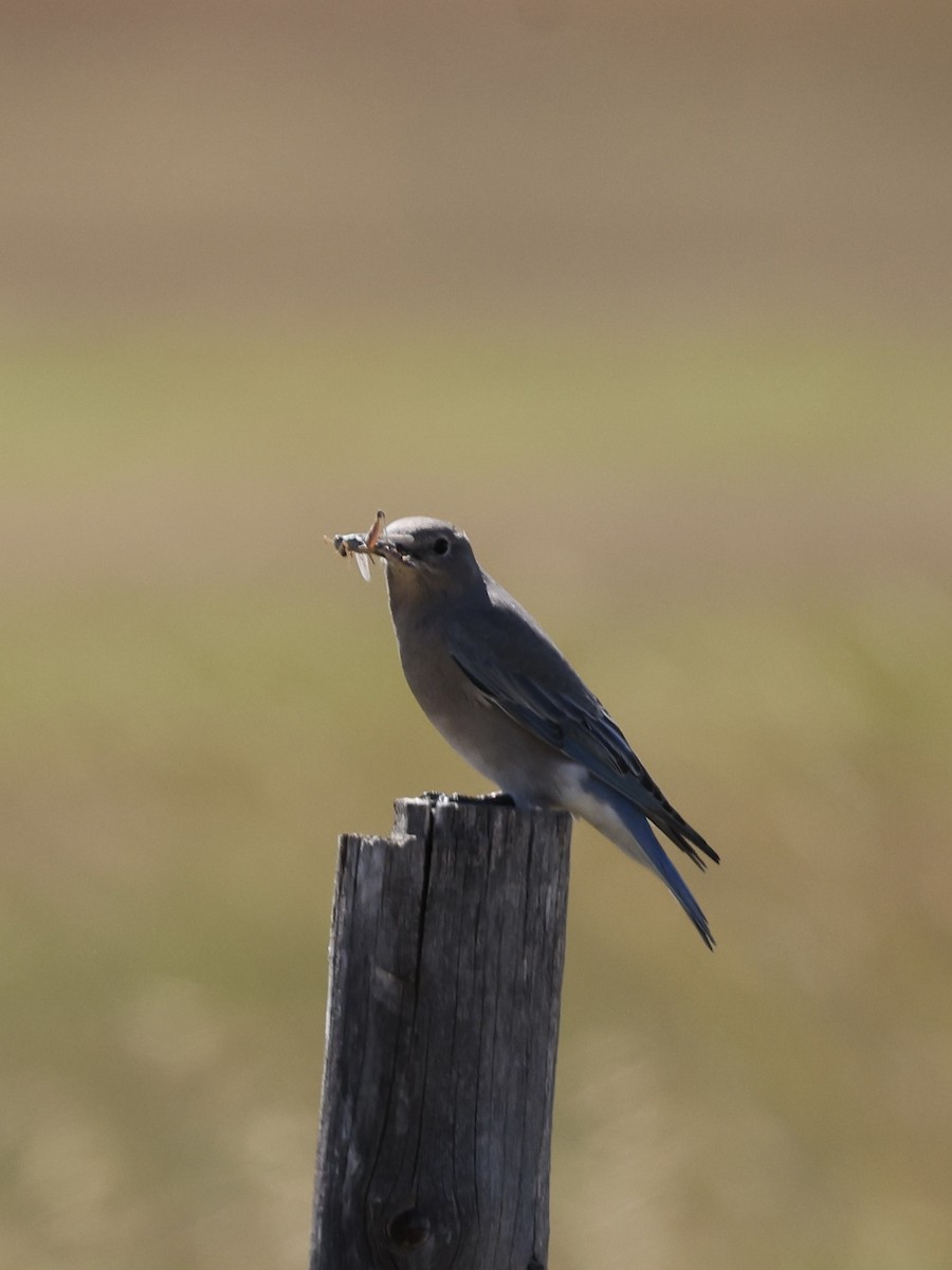 Mountain Bluebird - ML642094277