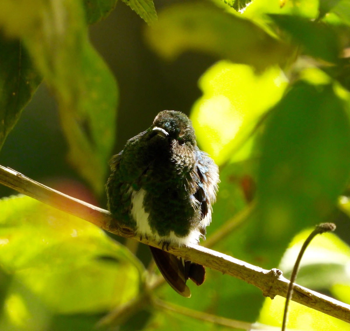 White-tailed Emerald - ML642094279