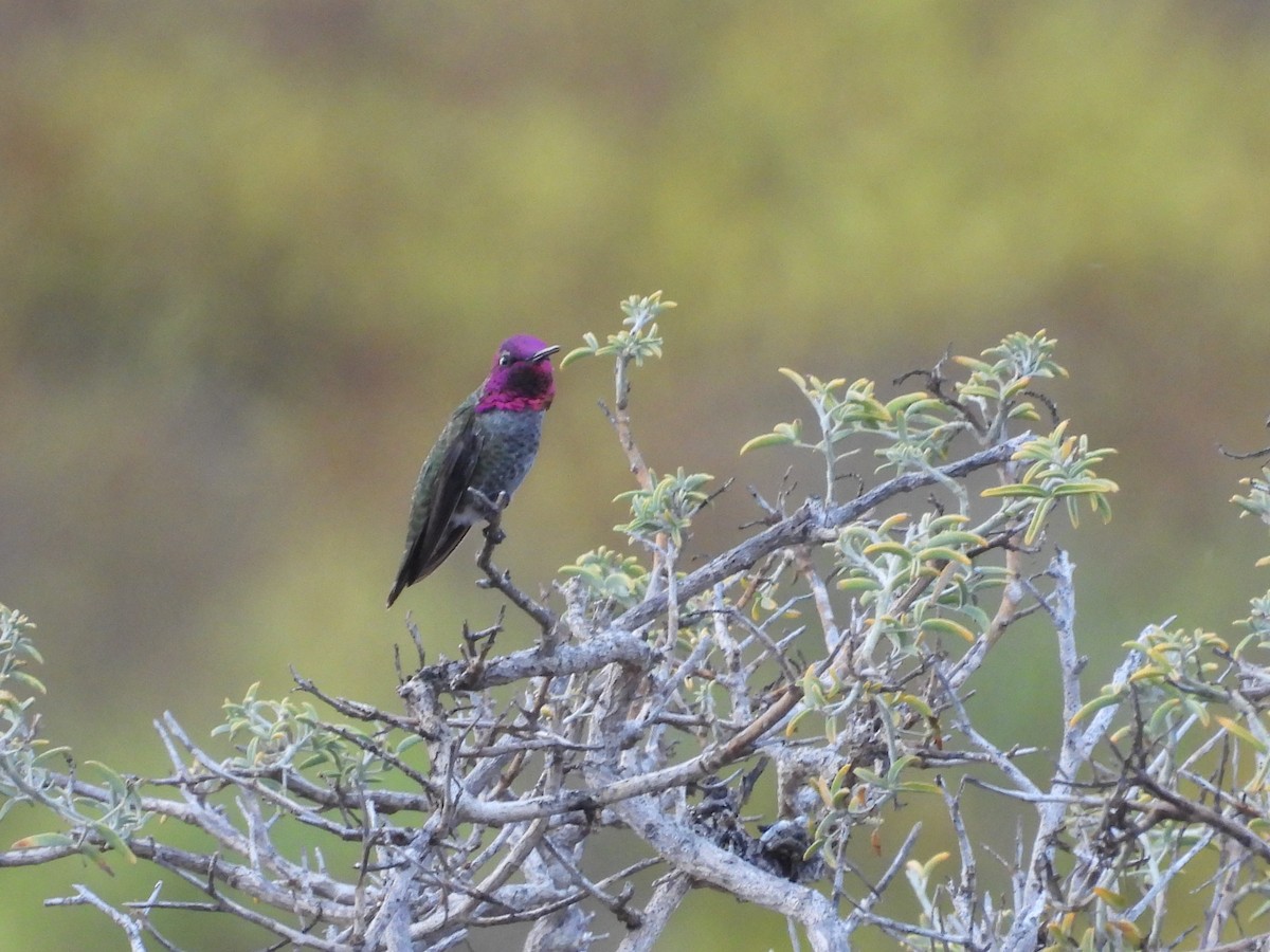 Anna's Hummingbird - ML642094281
