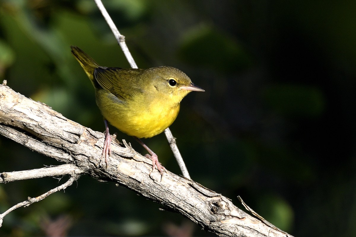 Mourning Warbler - ML642094283