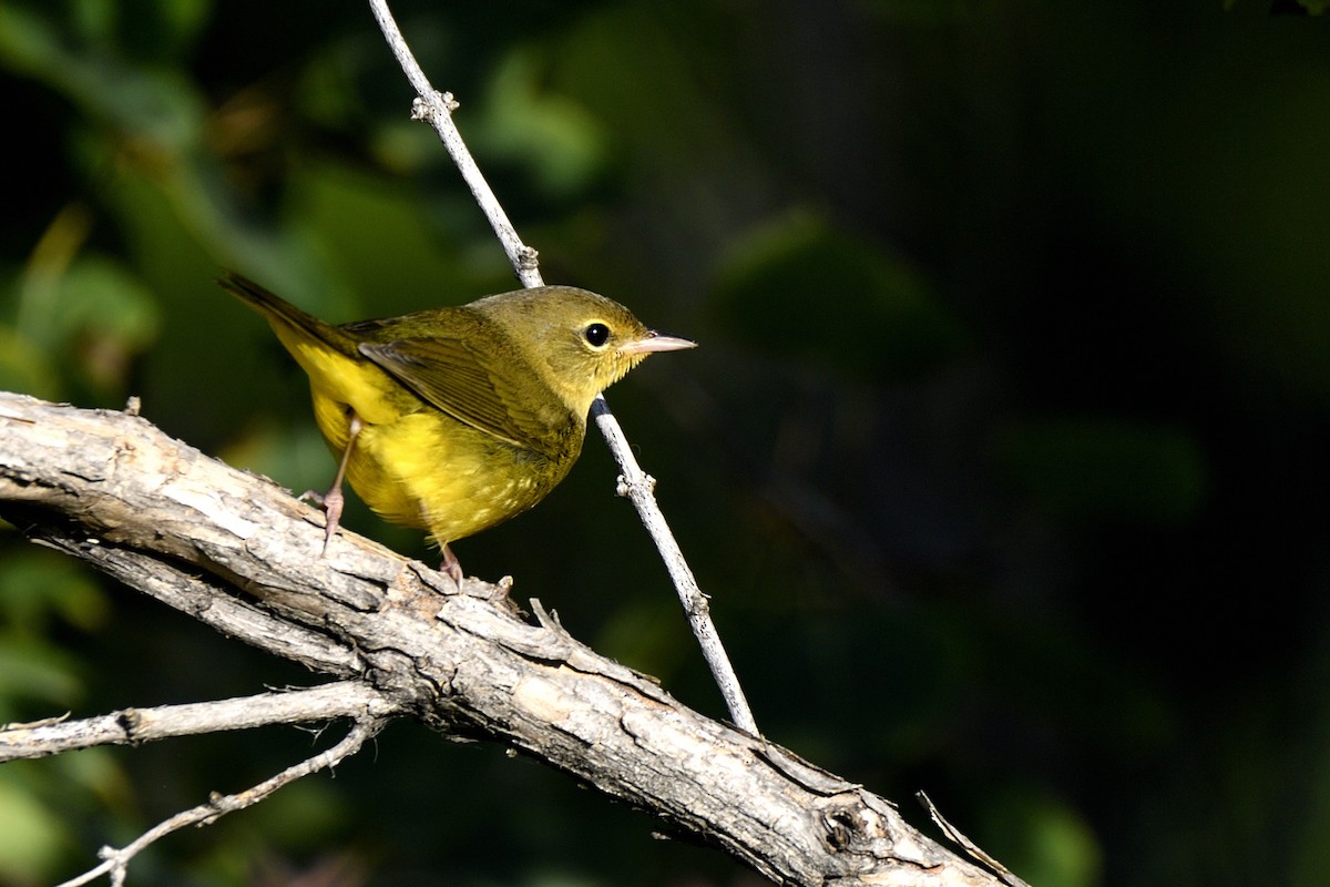Mourning Warbler - ML642094284