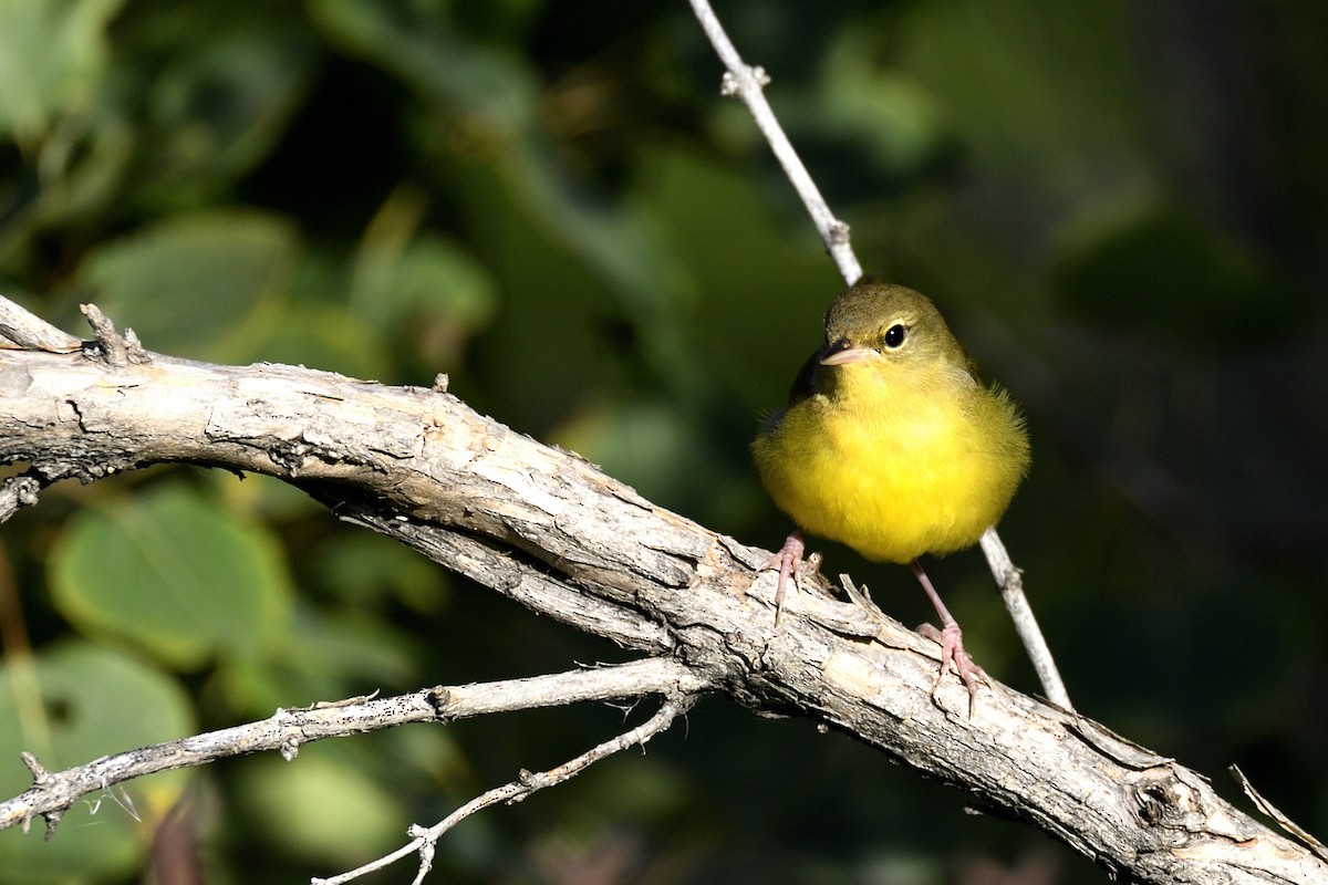 Mourning Warbler - ML642094285