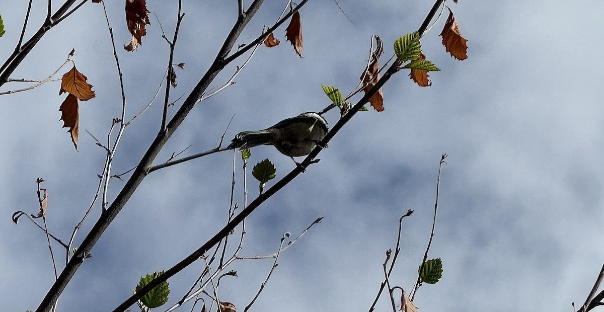 Black-capped Chickadee - ML642094291