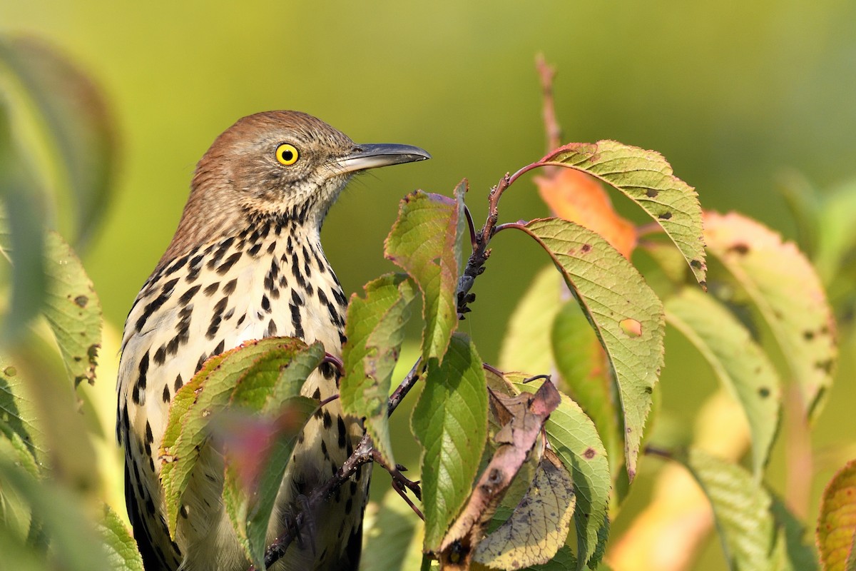 Brown Thrasher - ML642094292