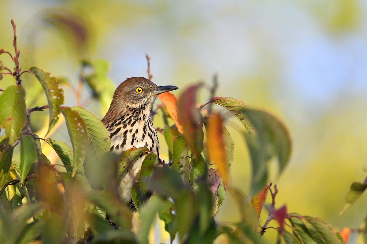 Brown Thrasher - ML642094293