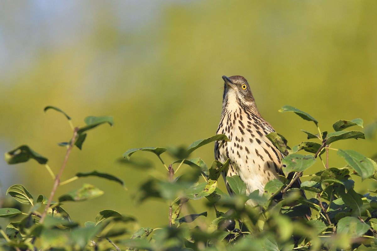 Brown Thrasher - ML642094294