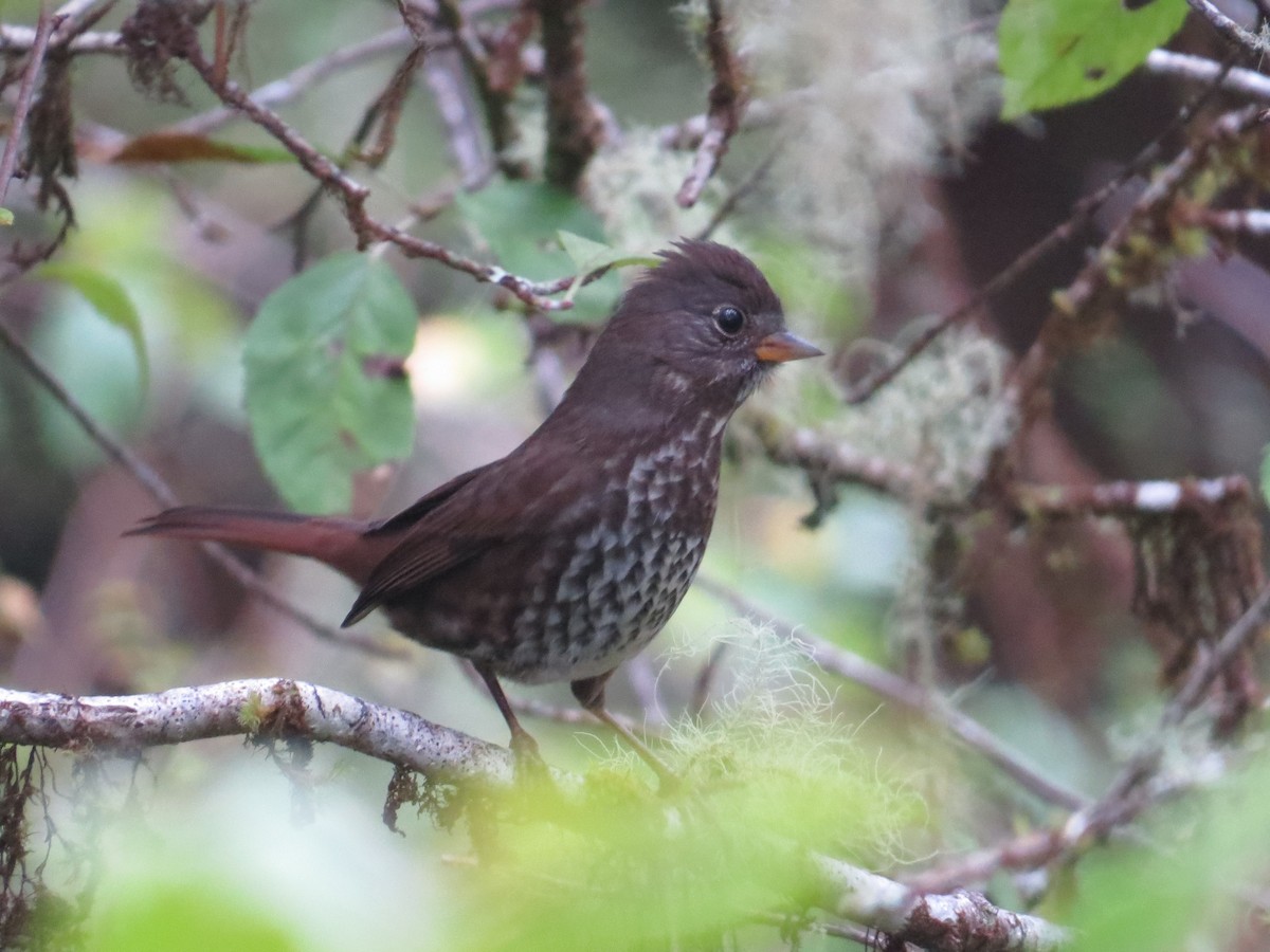 Fox Sparrow - ML642094302