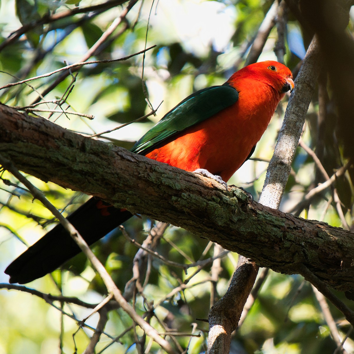 Australian King-Parrot - ML642094303