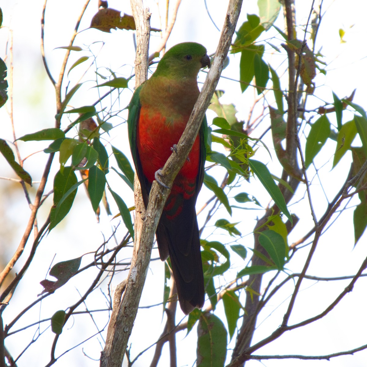 Australian King-Parrot - ML642094305