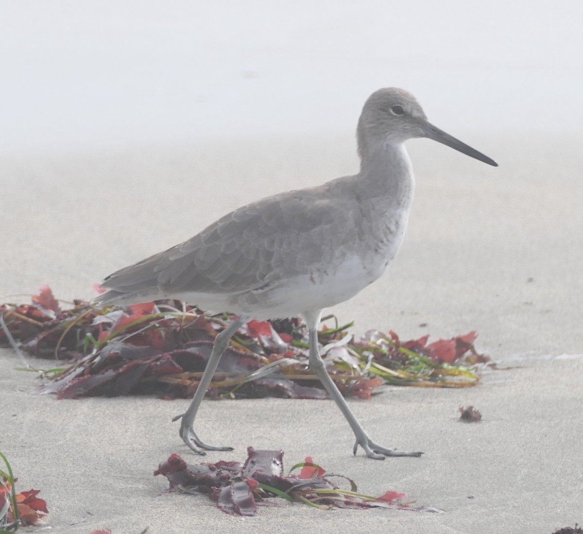 Willet - ML642094312