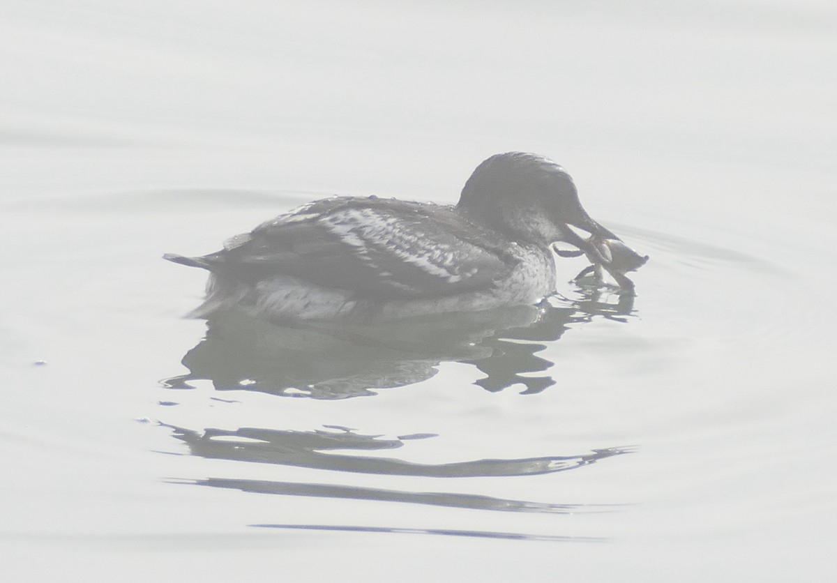 Pigeon Guillemot - ML642094314