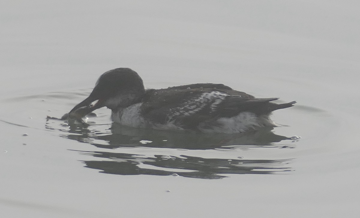 Pigeon Guillemot - ML642094316