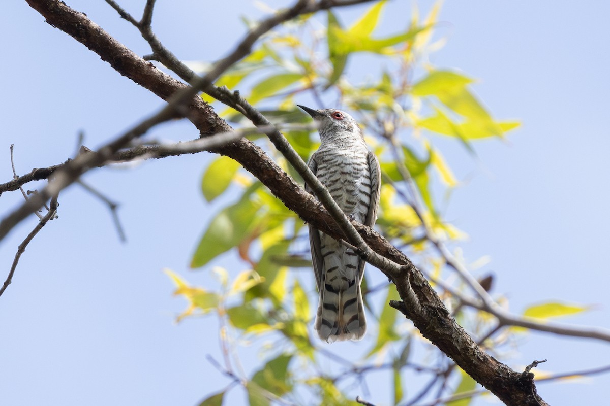 Little Bronze-Cuckoo - ML642094317